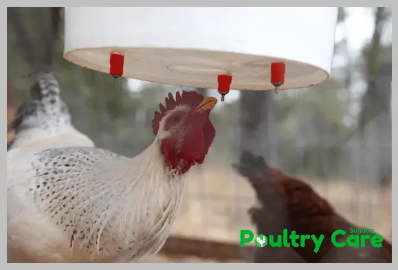 3-Gallon-Plastic-Bucket-DIY-Chicken-Waterer
