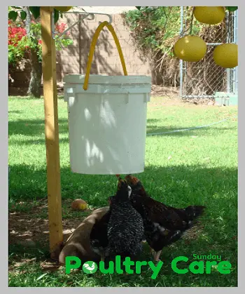 Automatic-Chicken-Waterer-Step-Four