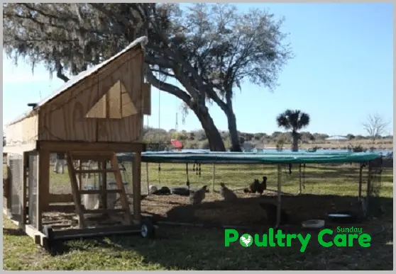 Trampoline DIY Chicken Coop