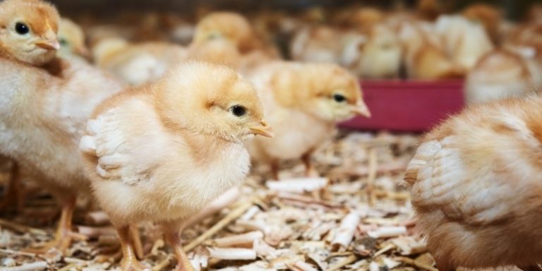 21 Best Hatcheries To Buy Chickens Online Buying Guide