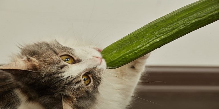Can Cats Eat Cucumbers? - Cats Eating Cucumbers And Water