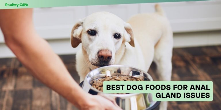 Photo inspiration: Visual Reference: The 8 Best Dog Foods For Anal Gland Issues In