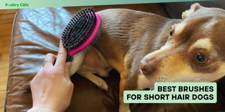 Picture of The 10 Best Brushes For Short Hair Dogs – Top Picks Of 2025