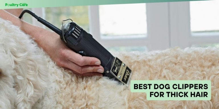 5 Powerful Best Dog Grooming Clippers for Thick Coats