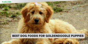 best dog foods for goldendoodle puppies
