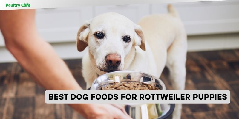 best dog foods for rottweiler puppies