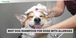 best dog shampoos for dogs with allergies