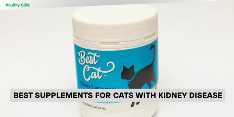 Visual Reference: 10 Best Supplements For Cats With Kidney Disease Of 2026