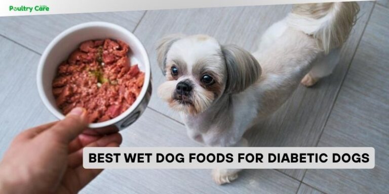 Image showcasing 8 Best Wet Dog Foods For Diabetic Dogs Of 2026