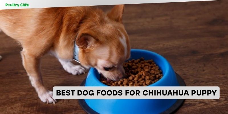 best dog foods for chihuahua puppy