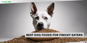 best dog foods for finicky eaters