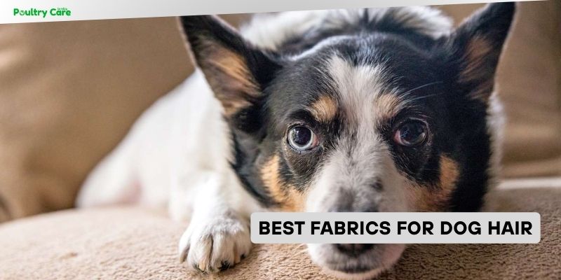 best fabrics for dog hair