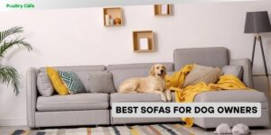best sofas for dog owners