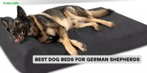 best dog beds for german shepherds