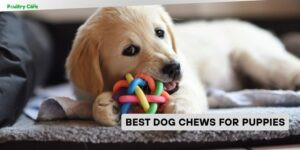 best dog chews for puppies