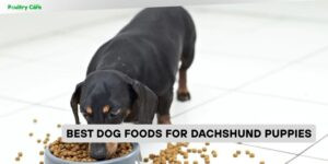 best dog foods for dachshund puppies