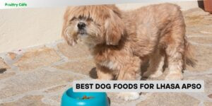 best dog foods for lhasa apso