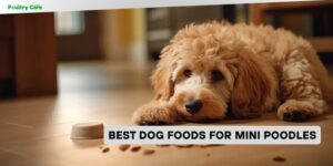 best dog foods for mini poodles