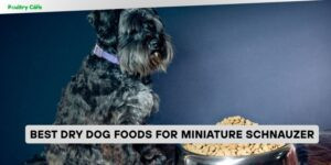best dry dog foods for miniature schnauzer