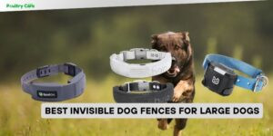 best invisible dog fences for large dogs