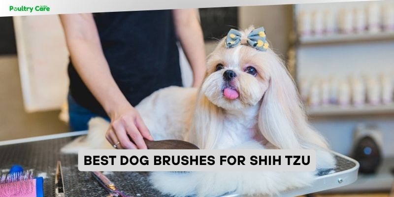 best dog brushes for shih tzu