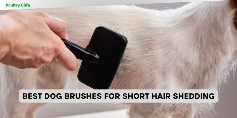 best dog brushes for short hair shedding