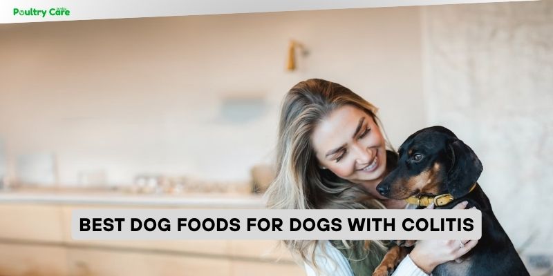 best dog foods for dogs with colitis