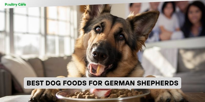 best dog foods for german shepherds
