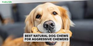 best natural dog chews for aggressive chewers