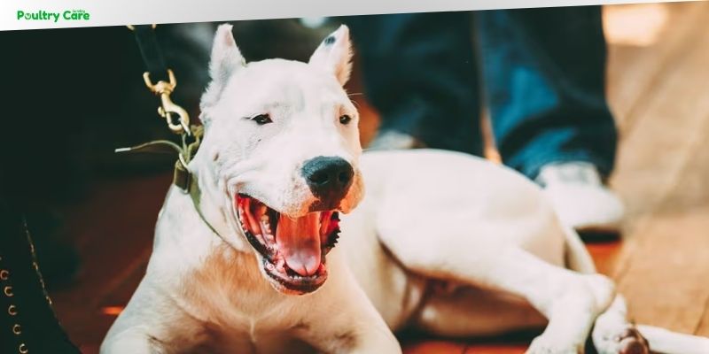 what breed of dogs are banned in the uk
