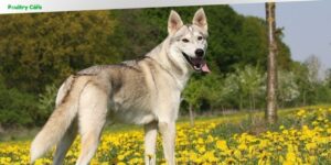 what dog breed is closest to a wolf