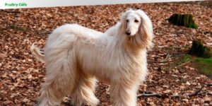 what is the least intelligent dog breed
