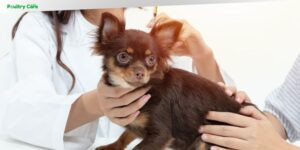 what is the lyme vaccine for dogs