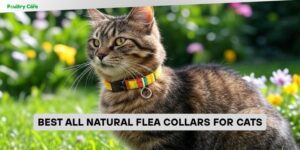 best all natural flea collars for cats