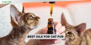 best oils for cat fur