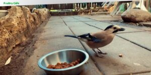can birds eat dog food
