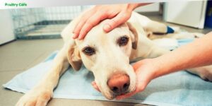 can dog food cause seizures