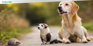 can dogs eat ferret food