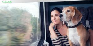 can you take a dog on the train