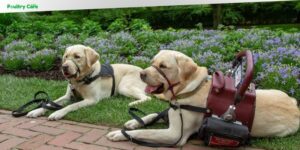 how much does it cost to train a service dog