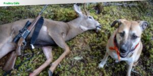 how to train a dog to track deer
