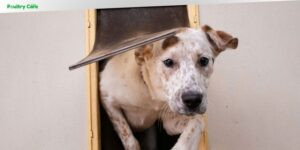 how to train a dog to use a doggie door