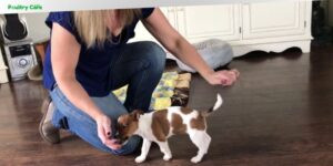 how to train a jack russell dog