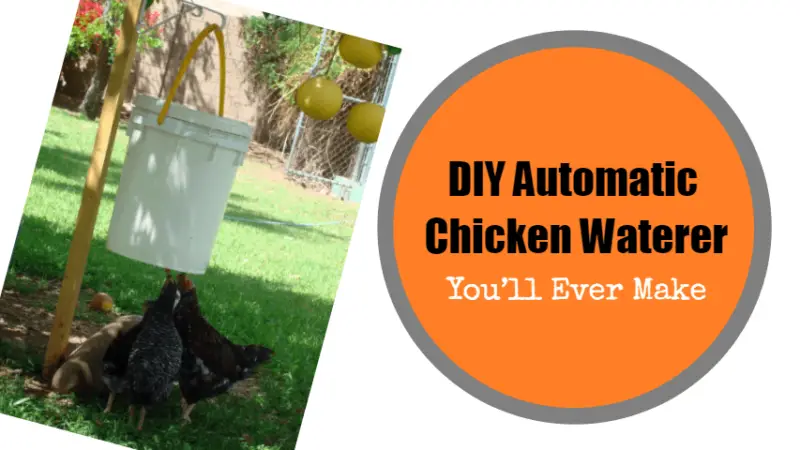 Homemade DIY Automatic Chicken Waterer You'll Ever Make - Poultry Care ...