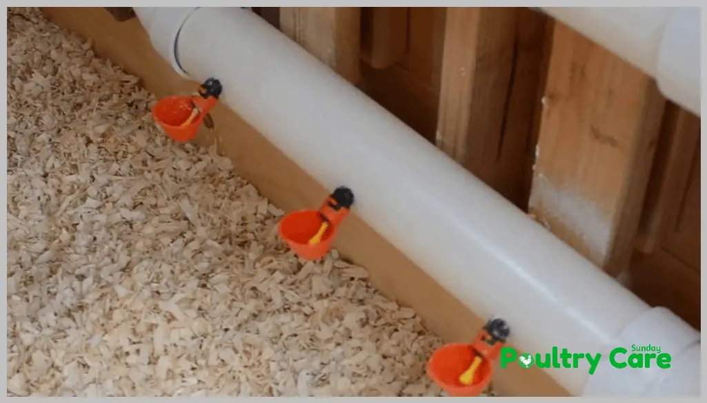 Automatic-Chicken-Waterer-System