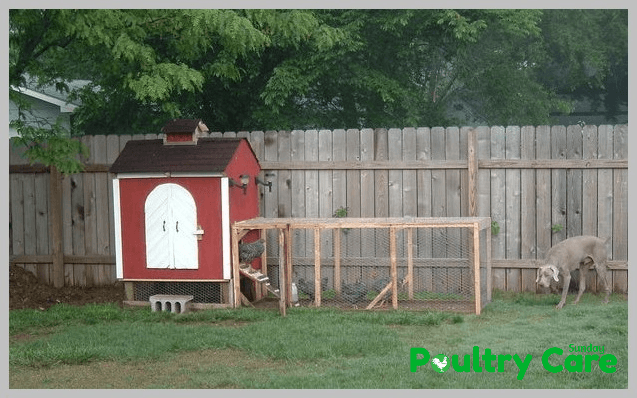 Backyard-Chicken-Coop-by-Robb