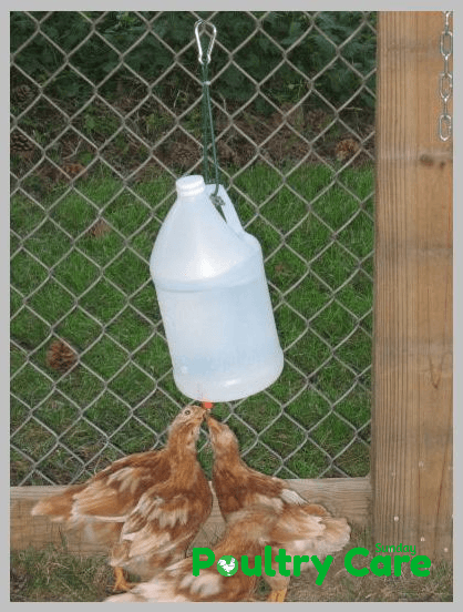 Mangeoire à poulet à partir de cruche de vinaigre