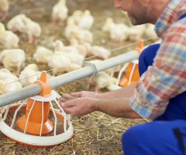 Is PVC Good For The Chicken Feeder