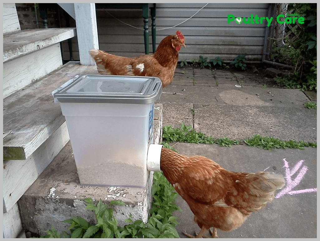 No-Mess-Chicken-Feeder