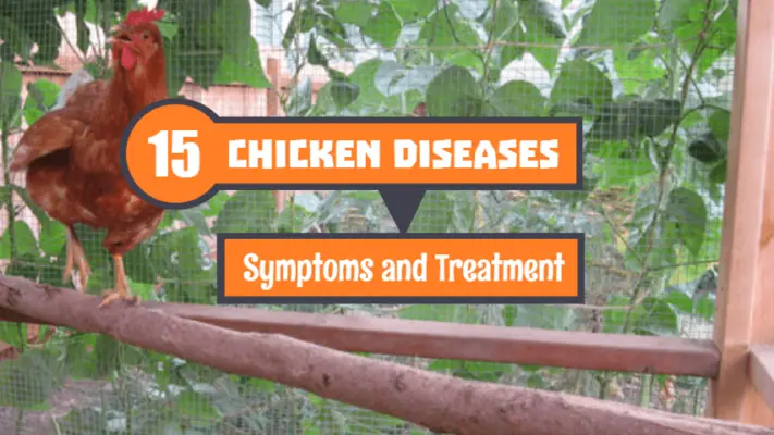 15 Most Common Chicken Diseases, Symptoms And Treatment - Poultry Care ...